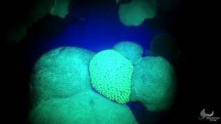 Biofluorescent Night Dive in Bermuda | Blue Horizon Diving