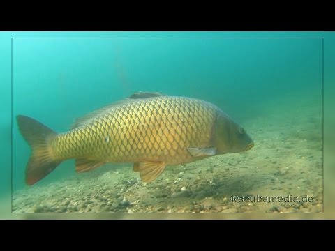 Cyprinus Carpio, Streitköpflesee,Linkenheim,Baden Württemberg,Deutschland