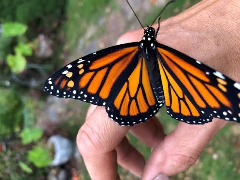 Planting for & Caring for the Monarch Butterflies | Plus - Milkweed Seed Cold Stratification