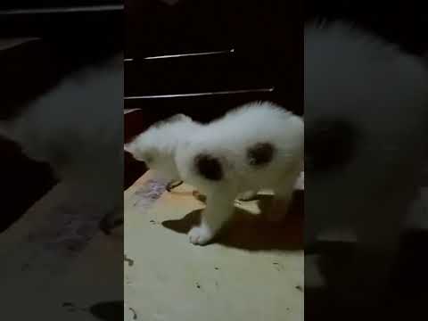 Miti the Cheerful Cat: Playing Alone But Still Reall Fun"#cat #catsoundstoattractcats