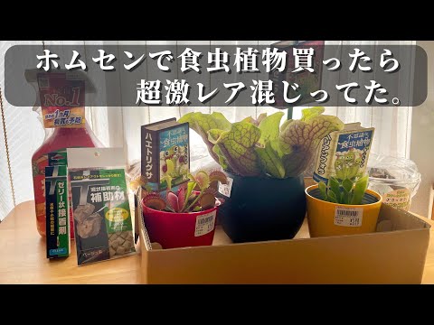 園芸 ジャンセニスト カーネーション、ハエトリソウ、リクニス ビスカリア