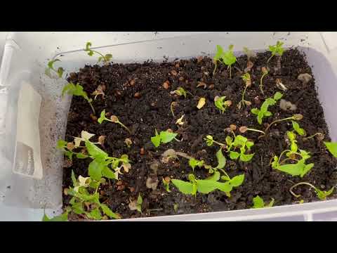 How to Germinate/Cold Stratify Cherry seeds