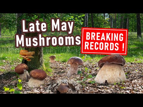 RECORD-BREAKING Mushroom Hunting in May - First ceps - Boletus edulis, Boletus reticulatus - Porcini