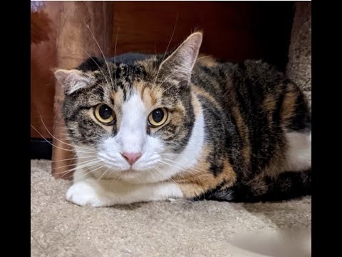 Maple, an adopted Calico in Greenburgh, NY_image-1