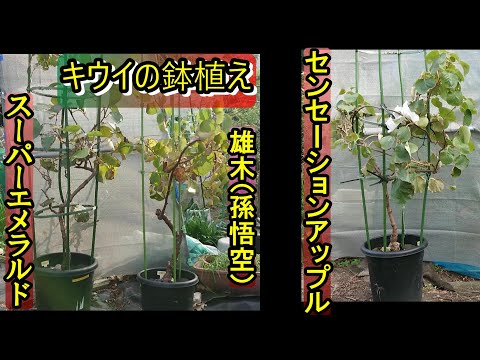 園芸 キウイ