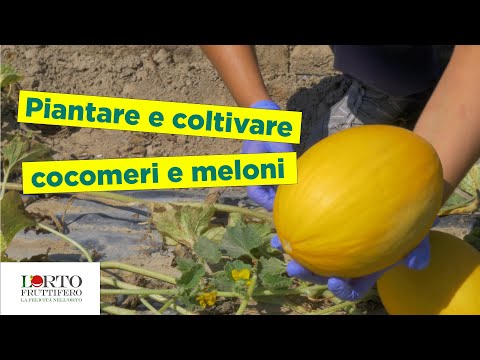 I nemozol come ci sono stati vermi La presentazione su parassiti per scuola elementare