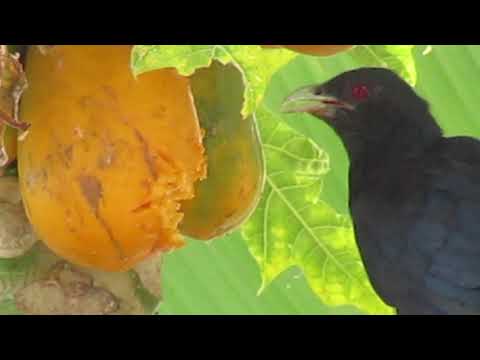 Asian Koel eating papaya
