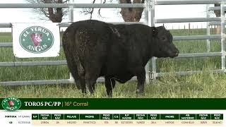 3 Toros PC/PP - Gregorio Aberasturi - Plaza Ganadera