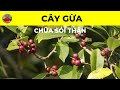 Cây Gừa Có Tác Dụng Chữa Trị Bệnh Gì Chữa Sỏi Thận