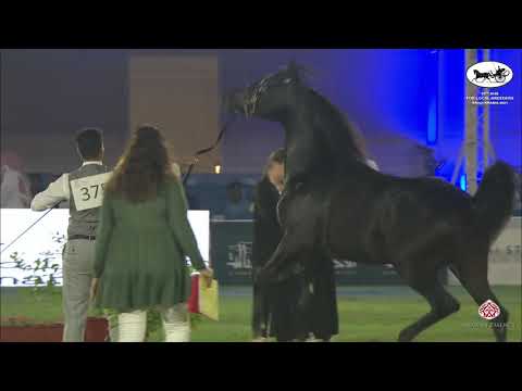 N 375 HALEEM AL ENAYA   10th Arabian Horse Show for local Breeders in Saudi Arabia 2021   Colts 2 Ye