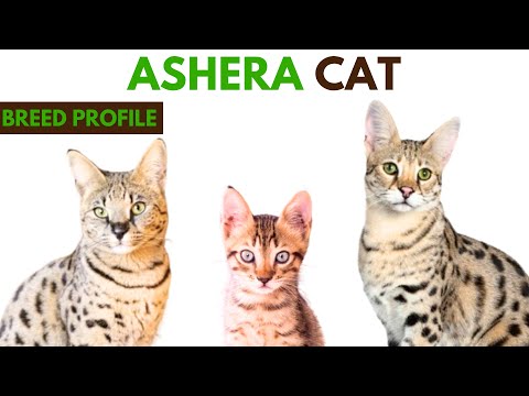Ashera Cat Breed Profile History - Traits - Price - Ashera Cat Grooming Needs - Lifespan