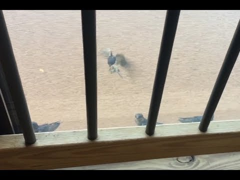 Purple Martin (and Other Swallow Species)