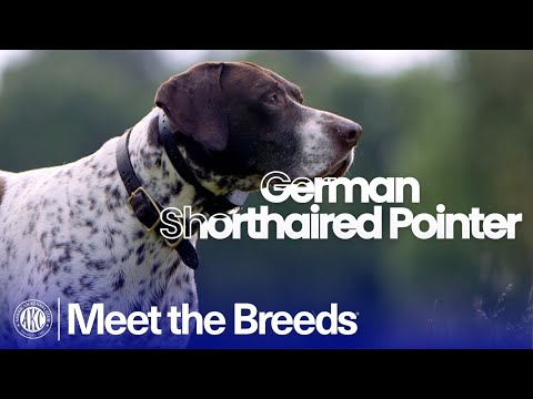 German Shorthaired Pointer breed video