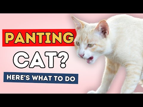 Panting Cat? Here's What To Do