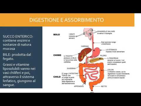 FEGATO e PANCREAS