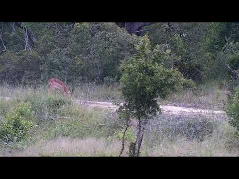 Djuma: Impala rams on the dam wall - 08:15 - 01/28/2022