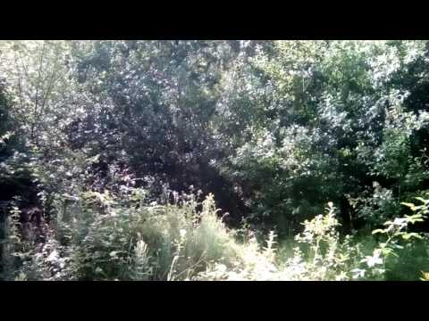 România . Tomești, județul Timiș