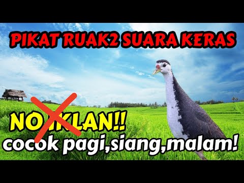 PIKAT RUAK RUAK MP3, COCOK UNTUK PAGI, SIANG, MALAM‼️ SUARA KERAS.