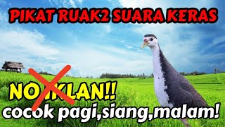 Download lagu PIKAT RUAK RUAK MP3, COCOK UNTUK PAGI, SIANG, MALAM‼️ SUARA KERAS. mp3