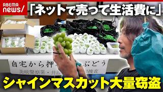 【大量窃盗】限界集落の生き残り策なのに…シャインマスカット「日本は盗まれない」前提が崩壊の現実｜ABEMA的ニュースショー