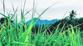 Download lagu Story wa _ MUHASABAH CINTA mp3