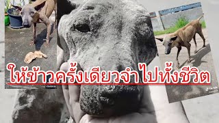 คงหิวมากเหมือนไม่ได้กินอะไรมาหลายวัน