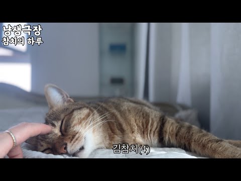 냥생극장 | 생각보다 바쁜 4살 김참치의 하루