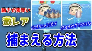 【あつ森】素潜りで”激レア”な海の幸を捕まえる方法【あつまれどうぶつの森】