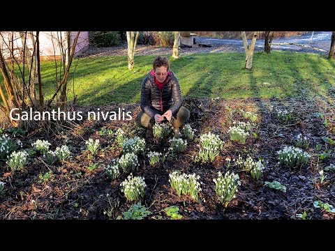 Best Snowdrops For The Garden