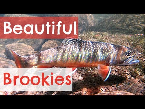 Favorite Flies for Brook Trout