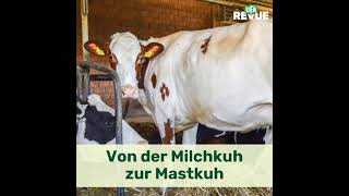 Von der Milchkuh zur Mastkuh