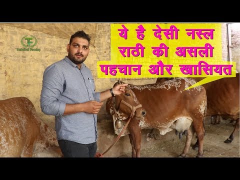 , title : 'देसी नस्ल राठी गाय  की असली पहचान ये है || Rathi Best Breed of Desi Cow ||Technical Farming ||'