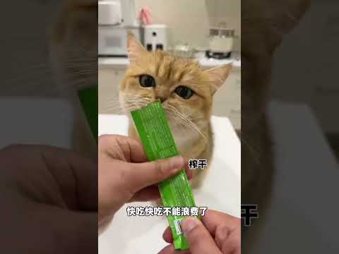 【牛奶是只猫】当养猫人很有钱