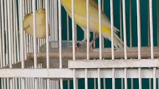 Download lagu Kenari waterslager mp3