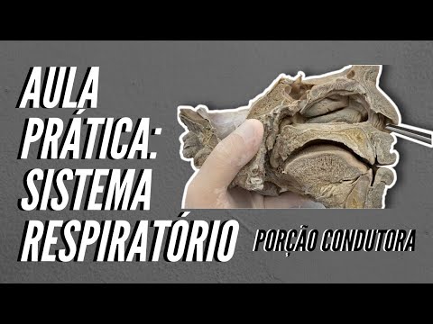 Sistema Respiratório: porção condutora - Aula prática