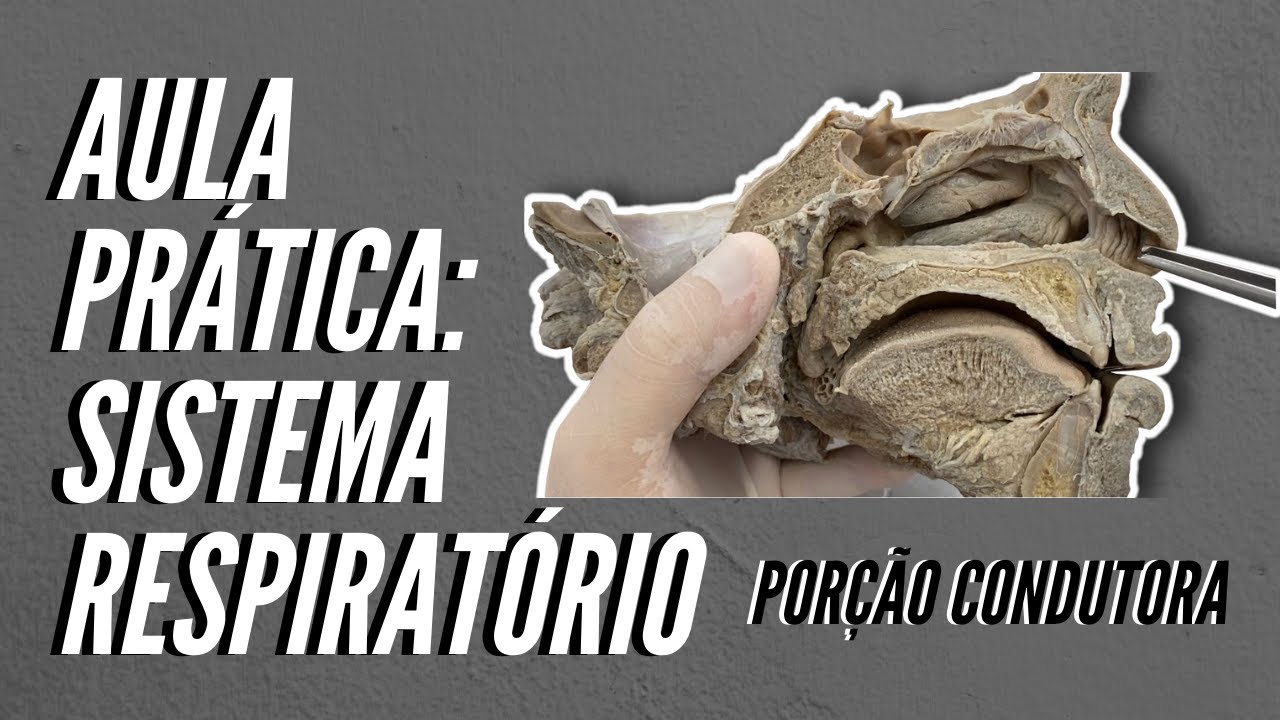 Sistema Respiratório: porção condutora - Aula prática
