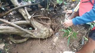 Download lagu Krakas Raksasa, Bahan Istimewa di Alam Liar mp3