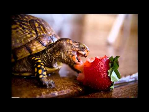 СЯВА FEAT. DJ SANDRO ESCOBAR - ХАВАЮ (HD)