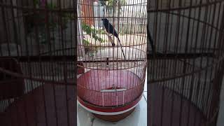 Download lagu MURAI BATU tembakan cililin panjang Ken Arok LMC Malang mp3