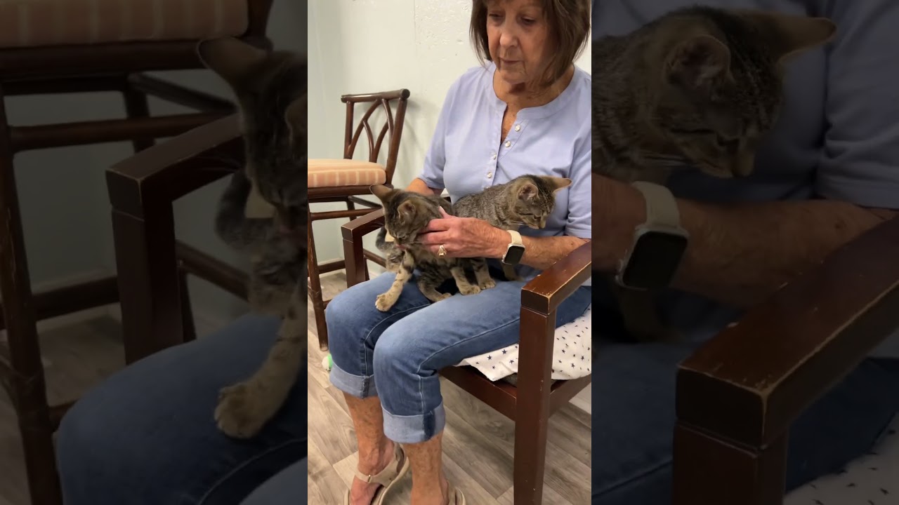 Teenie, a Adoptable Domestic Short Hair in Mobile, AL video 6/6