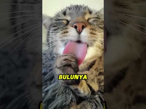 ternyata ini loh alasan lidah kucing kasar banget #shortvideo