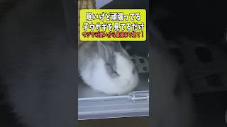 コクッと落ちる瞬間が可愛すぎる…眠気MAXな子うさぎ