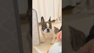 家事を手伝いたい愛犬