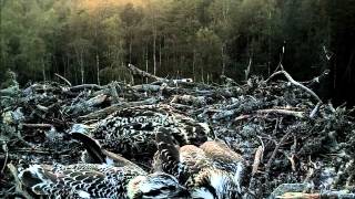Bedtime for Estonia Osprey