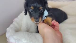 ミニチュアダックスの動画01