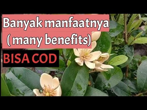 Bunga cempaka mulya putih , jual tanaman bunga cempaka