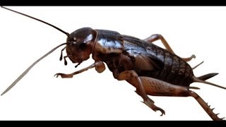 Download lagu Cricket sound || suara jangkrik mp3