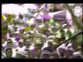 Boney James  "After the Rain"