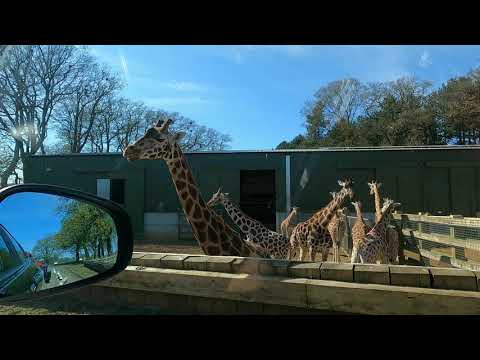 Woburn Safari Park Trip 2021 🐒🐘🐅🦓🦁