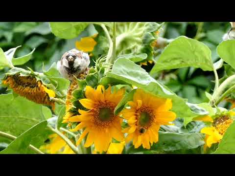 # beautiful flower music  video ||#